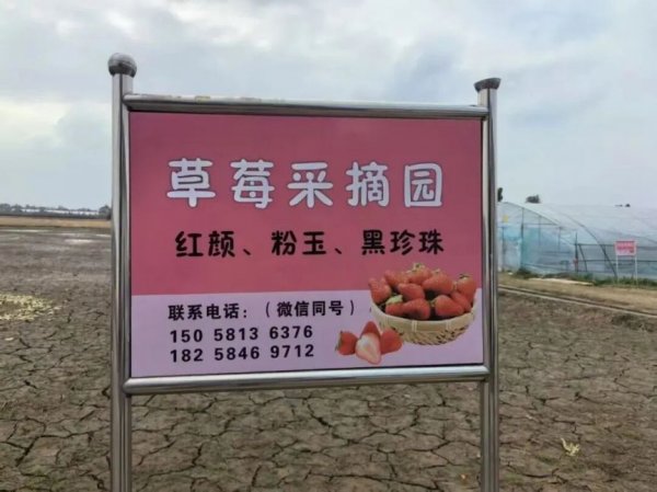 靖港镇绿地生态农庄草莓采摘开启